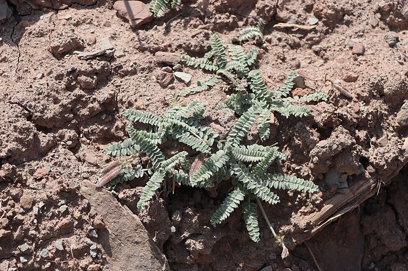 Oxytropis chesneyoides photo 2