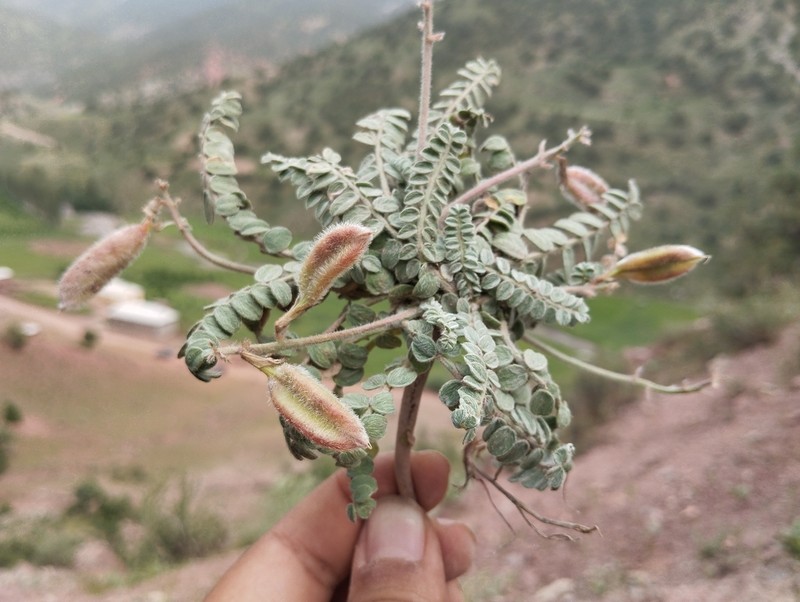 Oxytropis chesneyoides photo 3