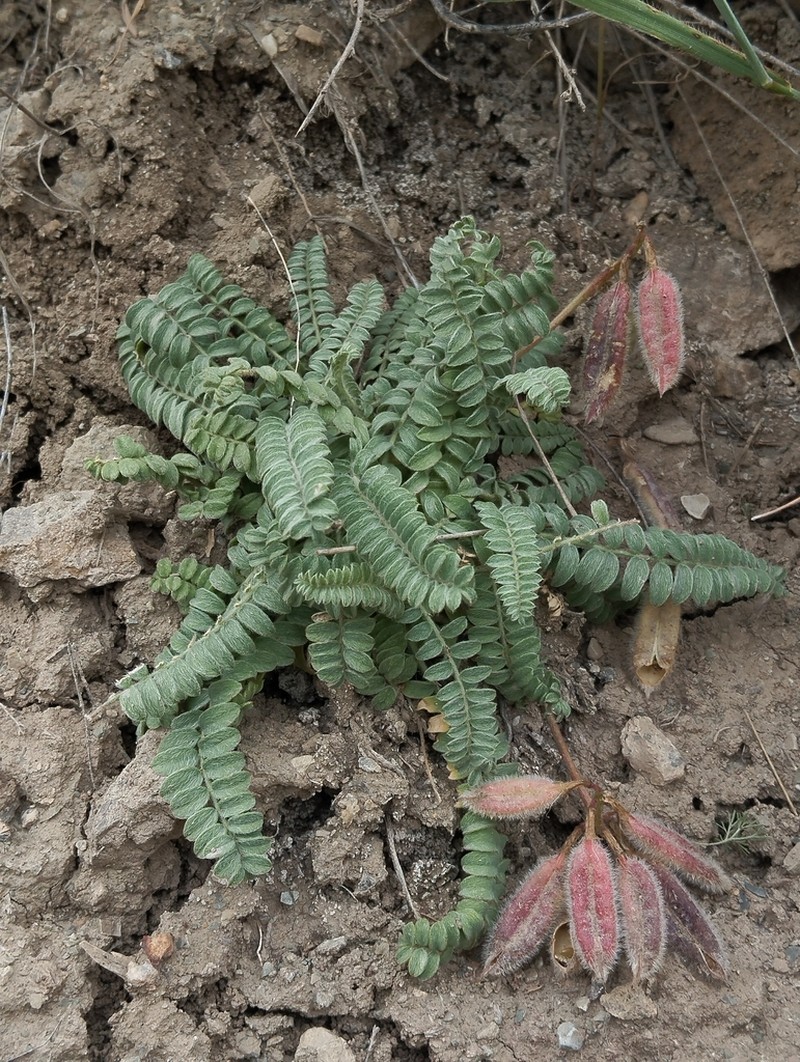 Oxytropis chesneyoides photo 4