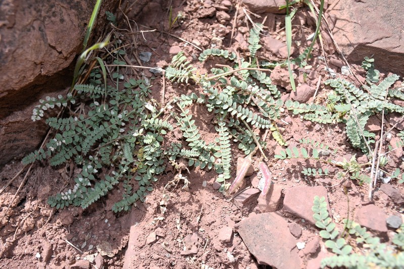 Oxytropis chesneyoides photo 5