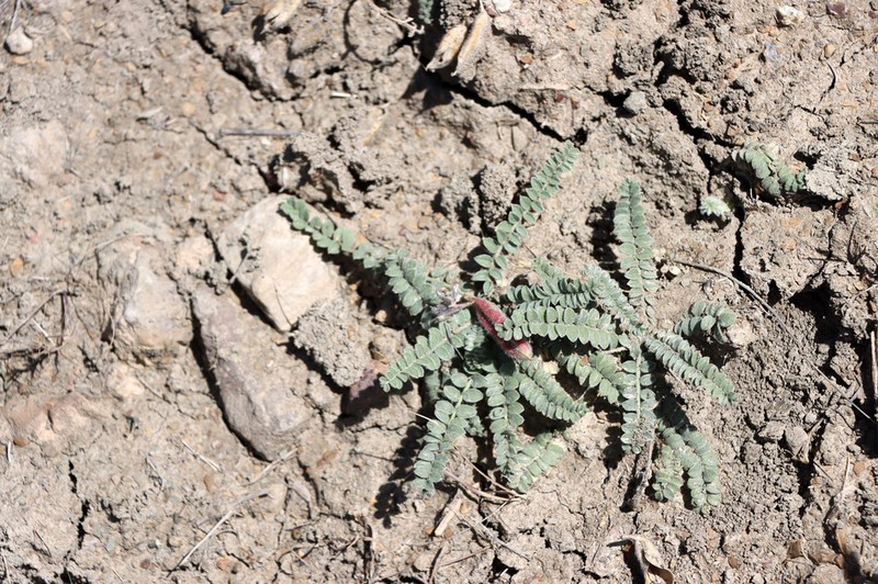 Oxytropis chesneyoides photo 6