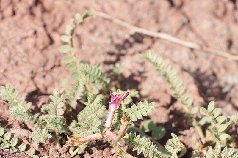 Oxytropis chesneyoides photo 7