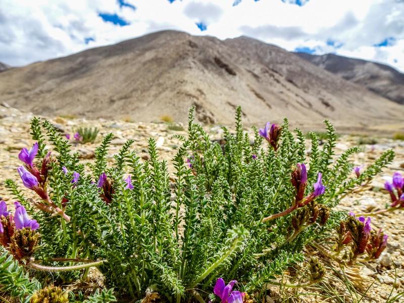 Oxytropis chiliophylla