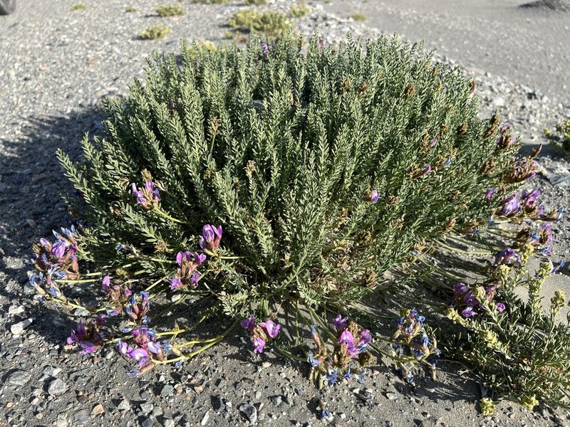 Oxytropis chiliophylla photo 2