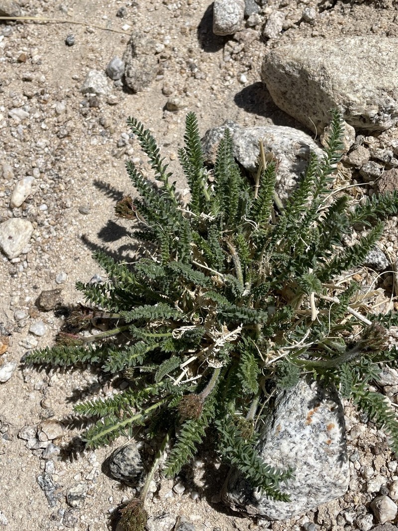 Oxytropis chiliophylla photo 3