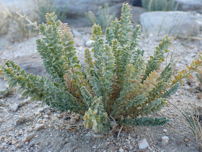 Oxytropis chiliophylla photo 4