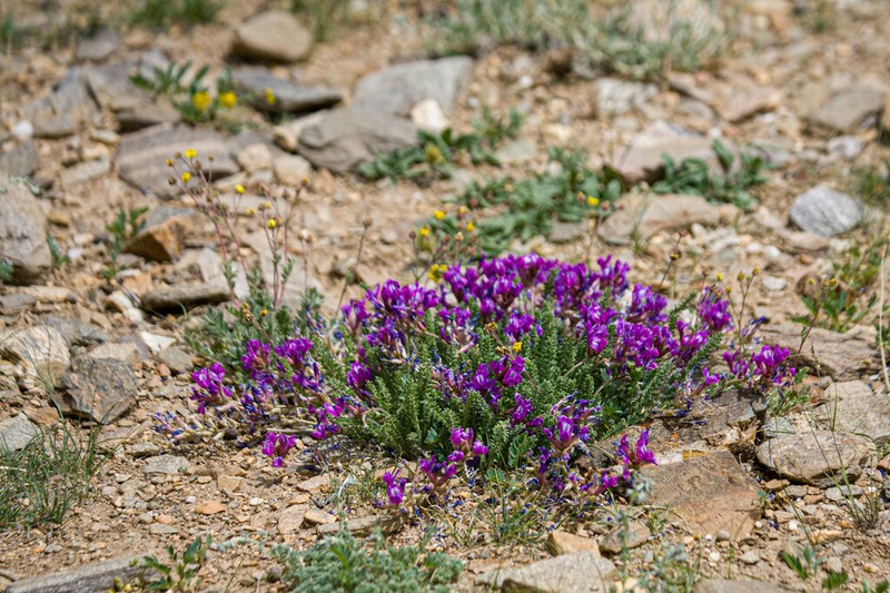 Oxytropis chiliophylla photo 5