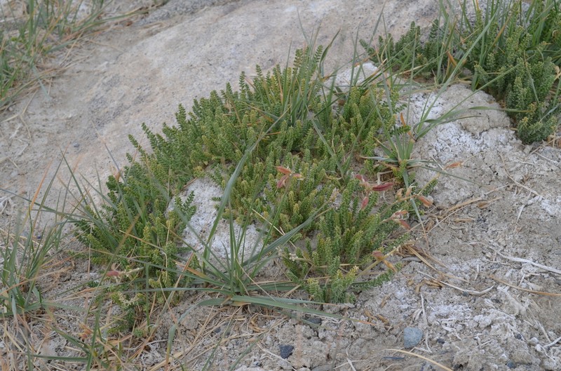 Oxytropis chiliophylla photo 6