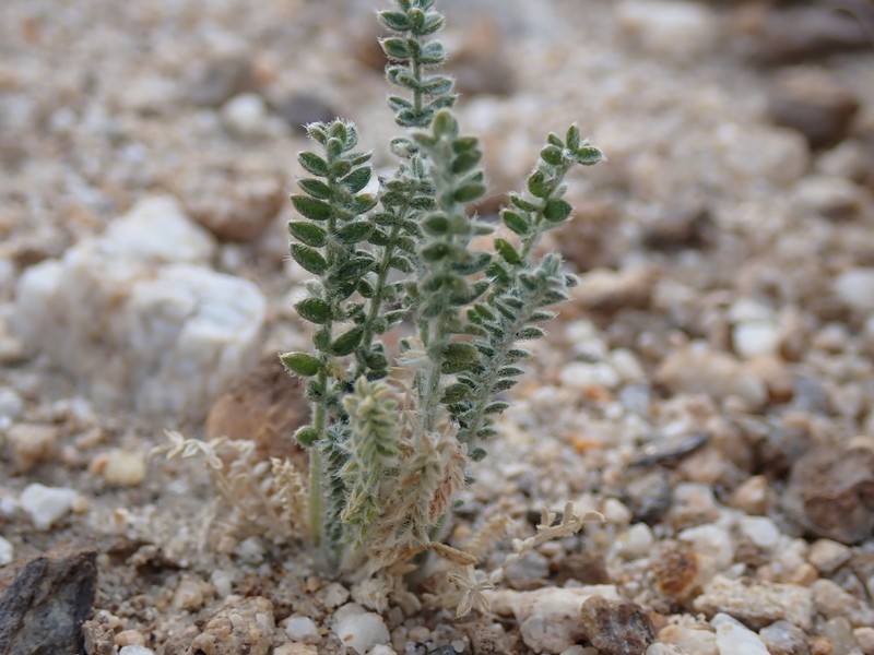 Oxytropis chiliophylla photo 7
