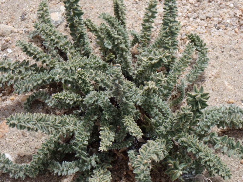 Oxytropis chiliophylla photo 8