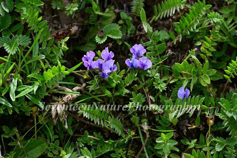 Oxytropis chinglingensis