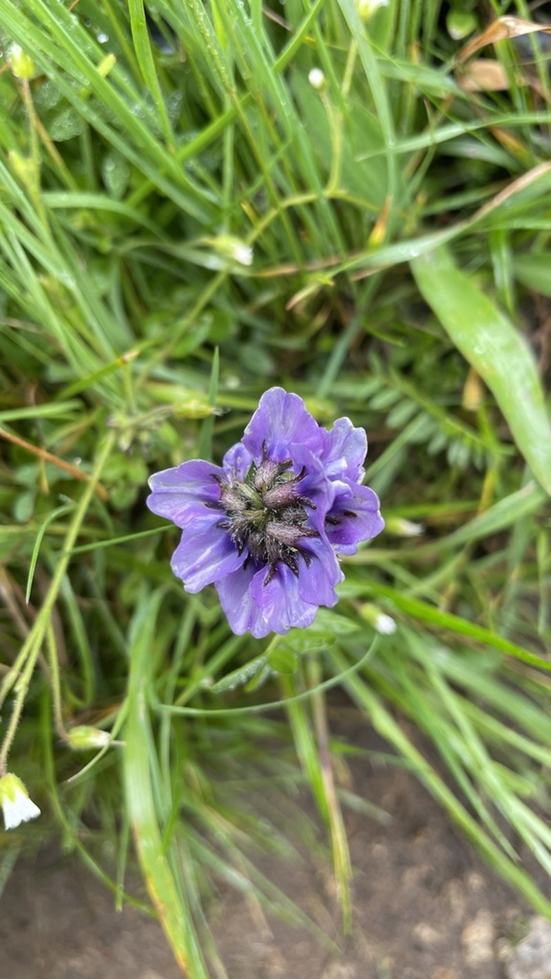 Oxytropis chinglingensis photo 2