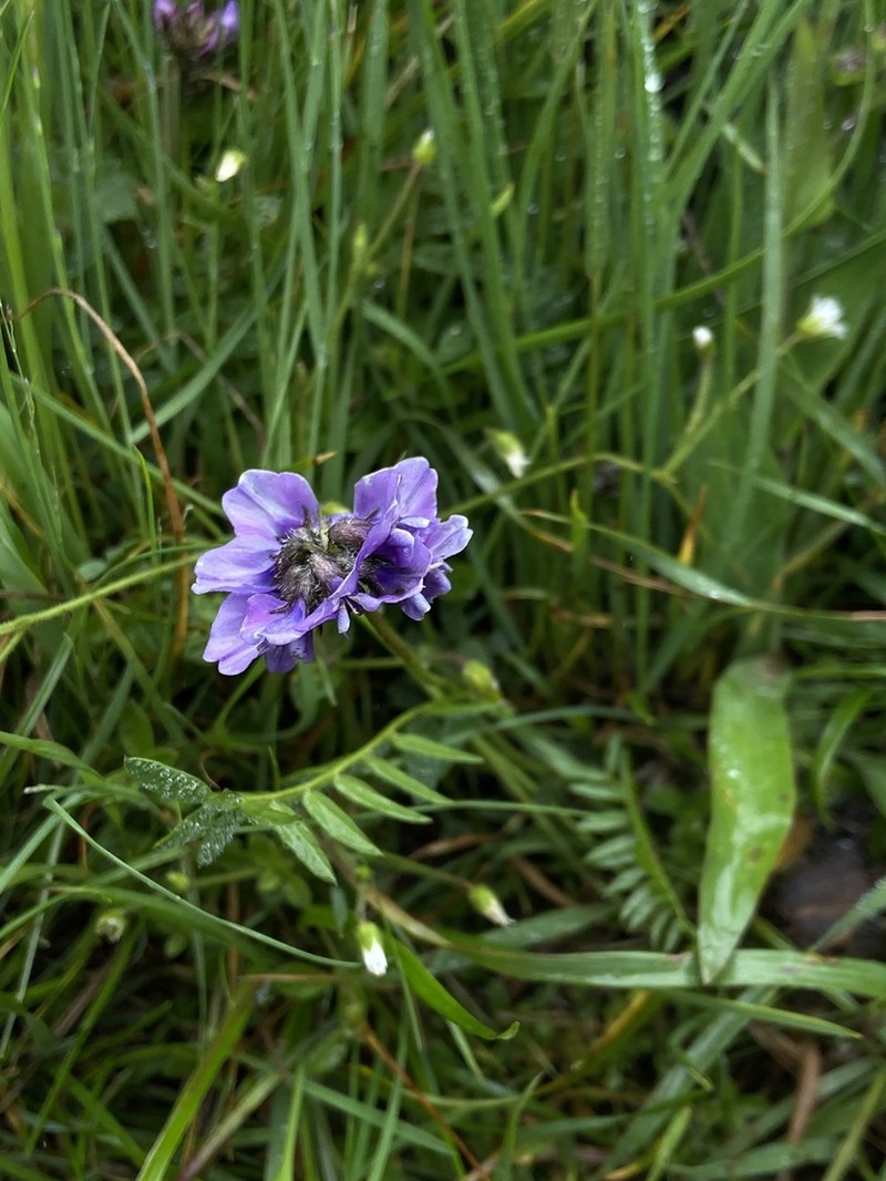 Oxytropis chinglingensis photo 3