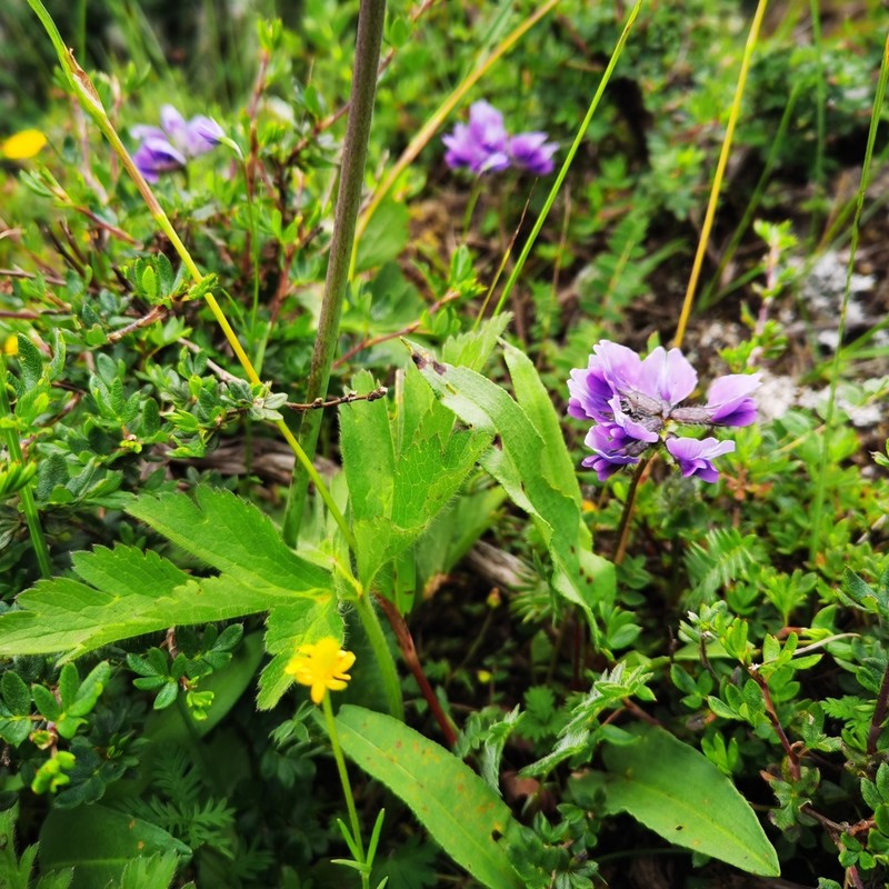 Oxytropis chinglingensis photo 4