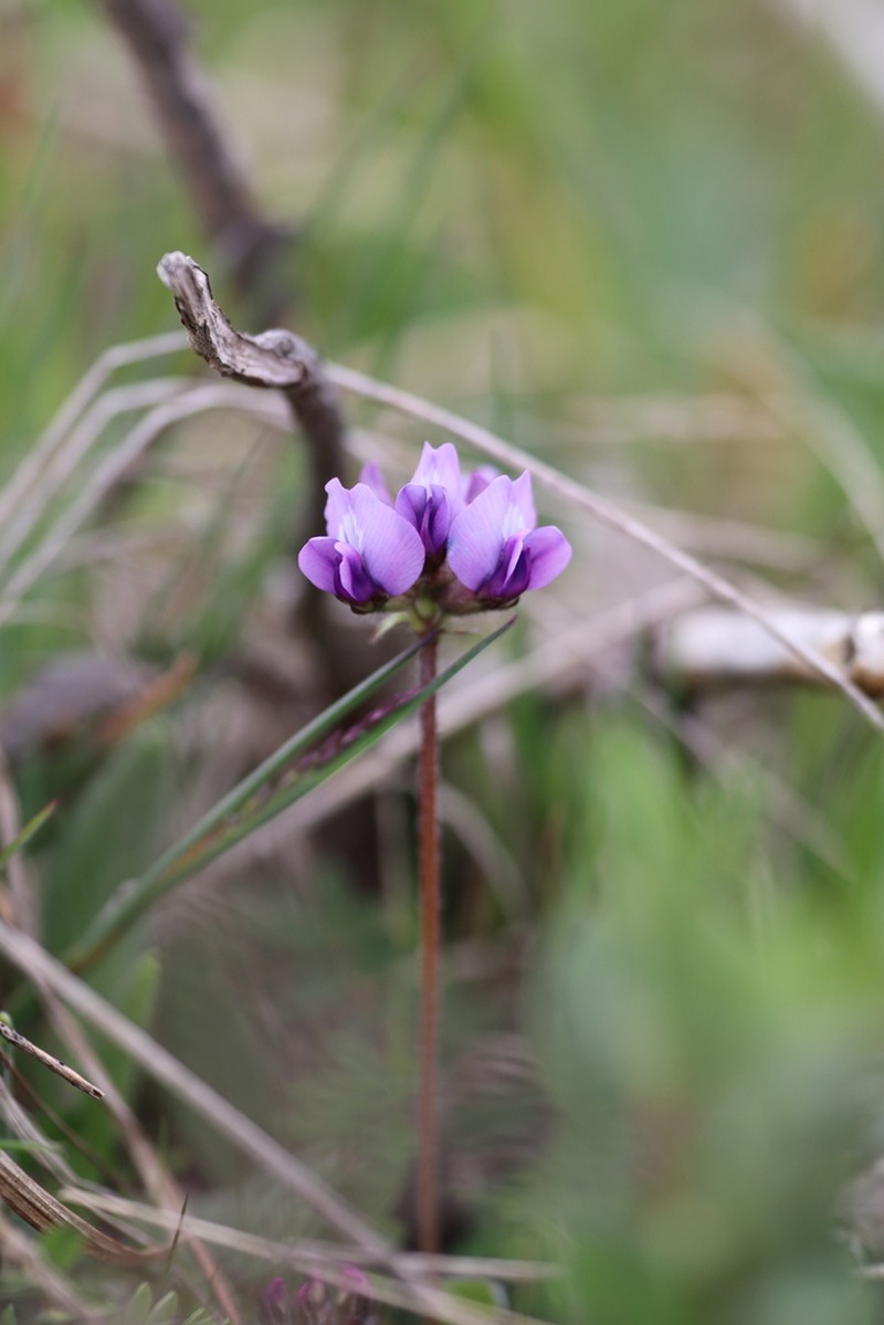 Oxytropis chinglingensis photo 5