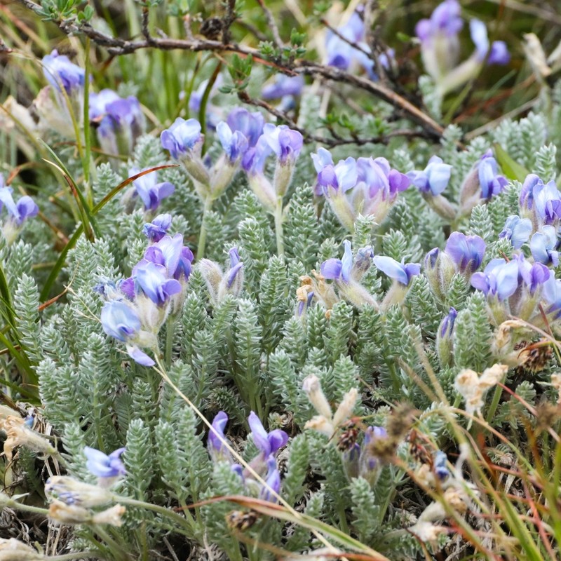 Oxytropis chionobia