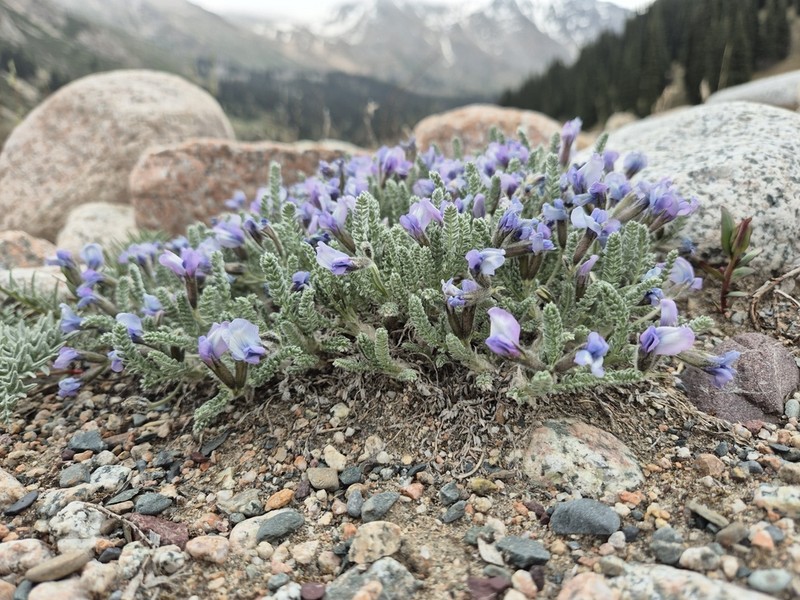 Oxytropis chionobia photo 2