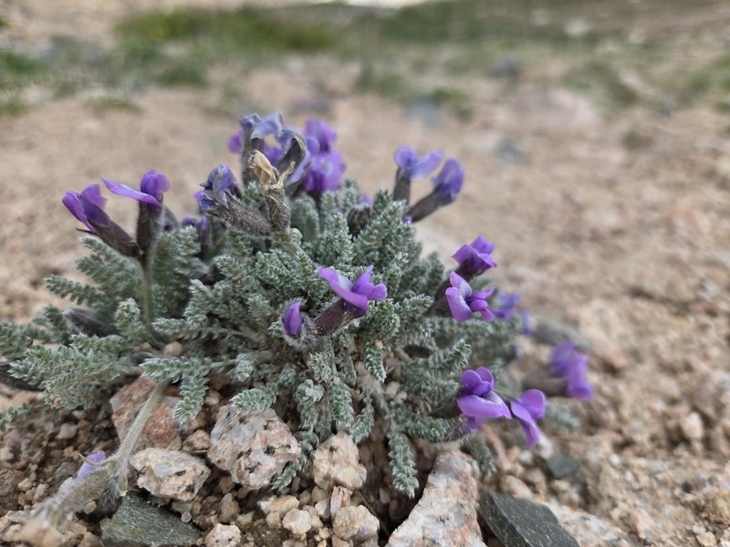 Oxytropis chionobia photo 3