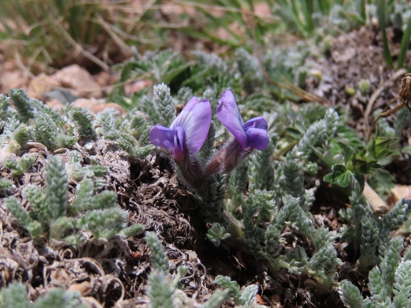 Oxytropis chionobia photo 4