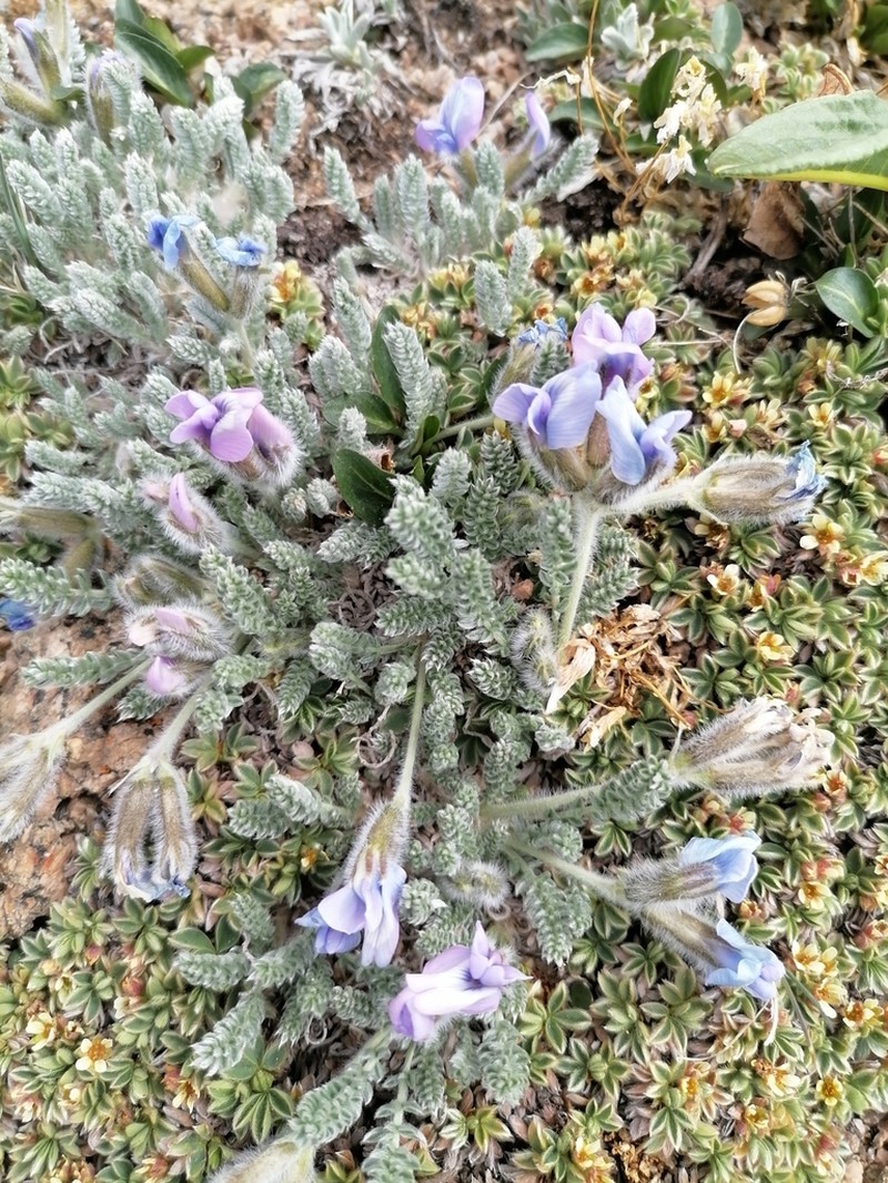 Oxytropis chionobia photo 5