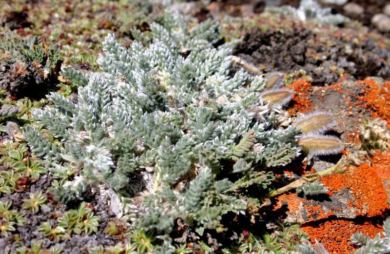 Oxytropis chionobia photo 6