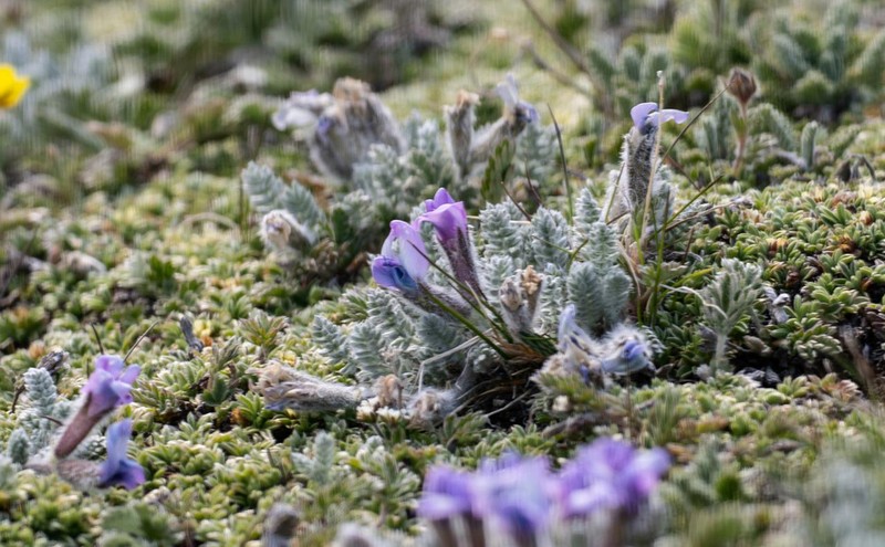 Oxytropis chionobia photo 7