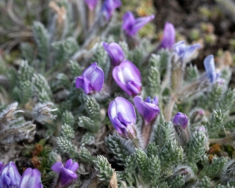 Oxytropis chionobia photo 8