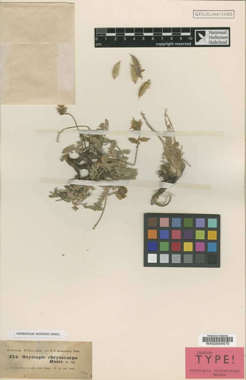 Oxytropis chrysocarpa