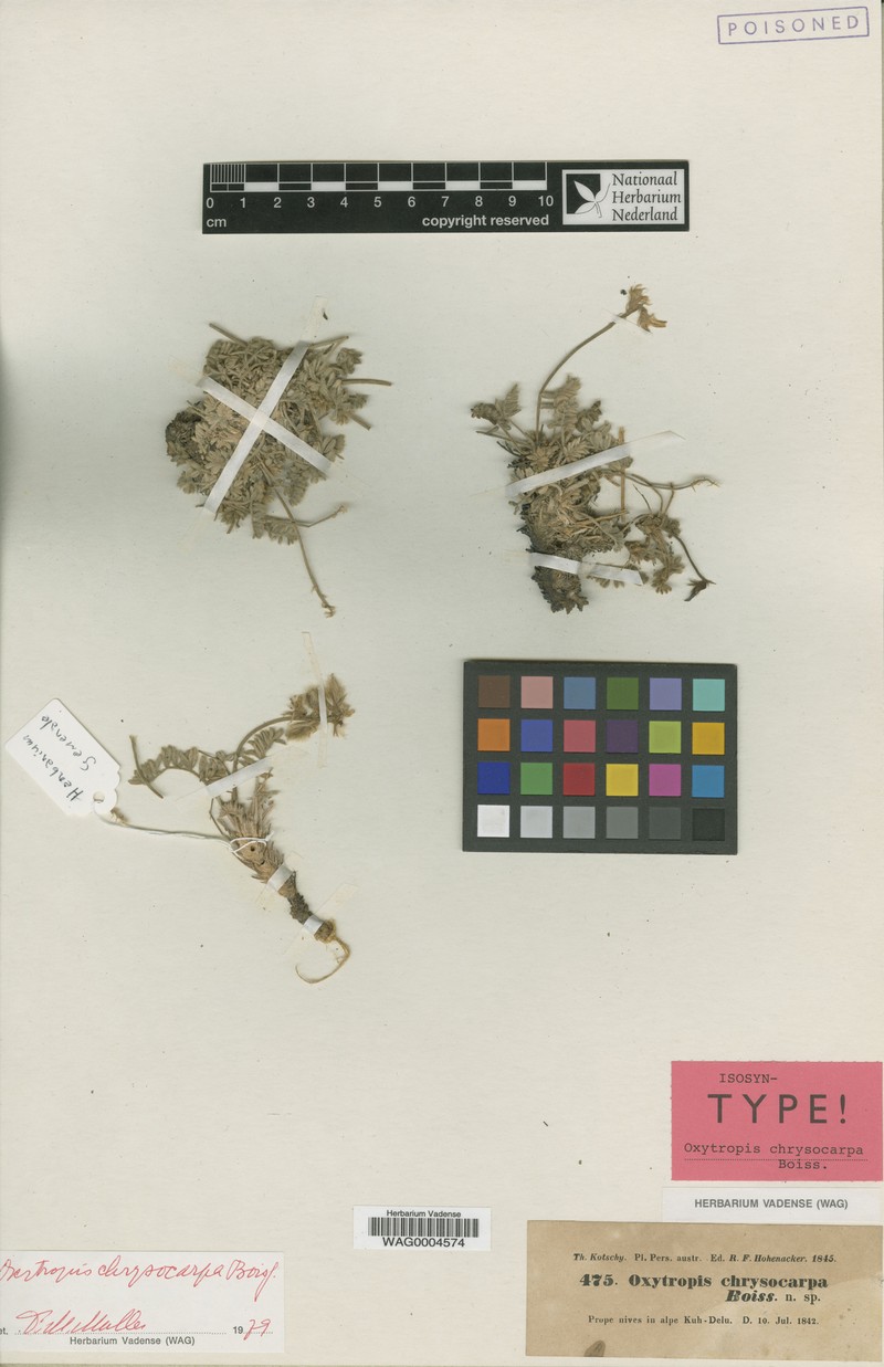 Oxytropis chrysocarpa photo 2