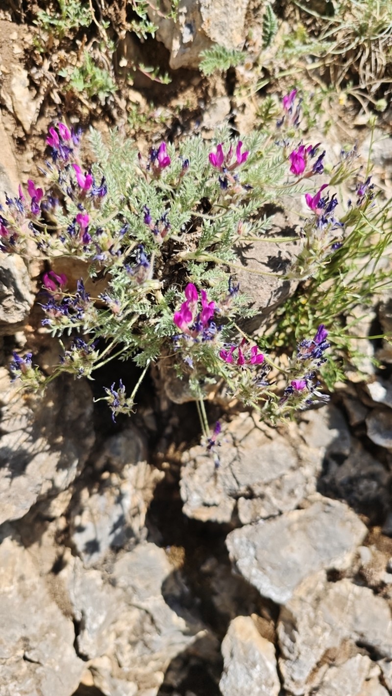 Oxytropis coerulea