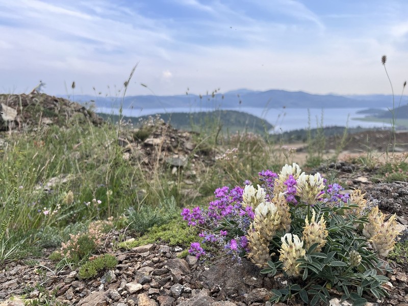 Oxytropis coerulea photo 2
