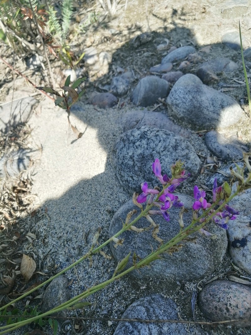 Oxytropis coerulea photo 3