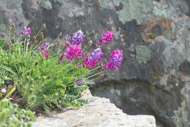 Oxytropis coerulea photo 4