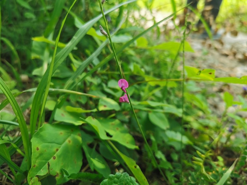 Oxytropis coerulea photo 5