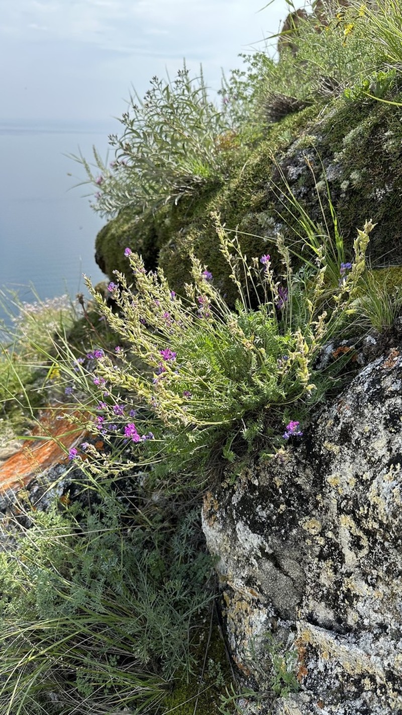 Oxytropis coerulea photo 6