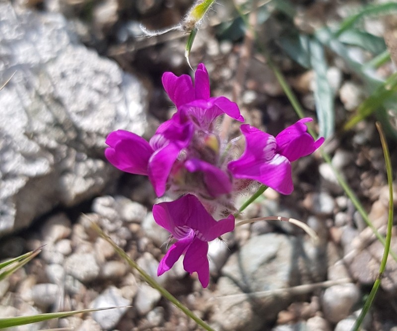 Oxytropis coerulea photo 8