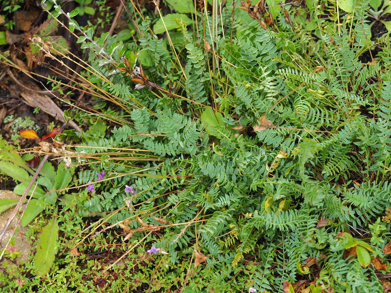 Oxytropis coerulea subsp. coerulea