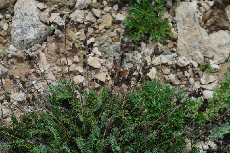 Oxytropis coerulea subsp. coerulea photo 4
