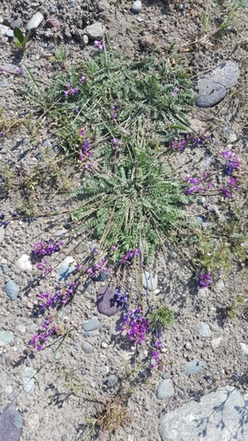 Oxytropis coerulea subsp. monticola photo 2
