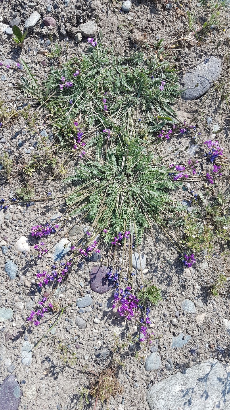 Oxytropis coerulea subsp. monticola photo 3