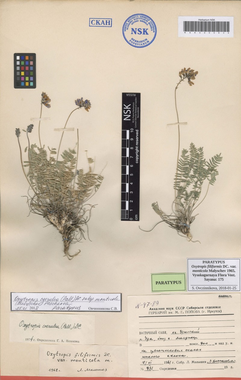 Oxytropis coerulea subsp. monticola photo 4