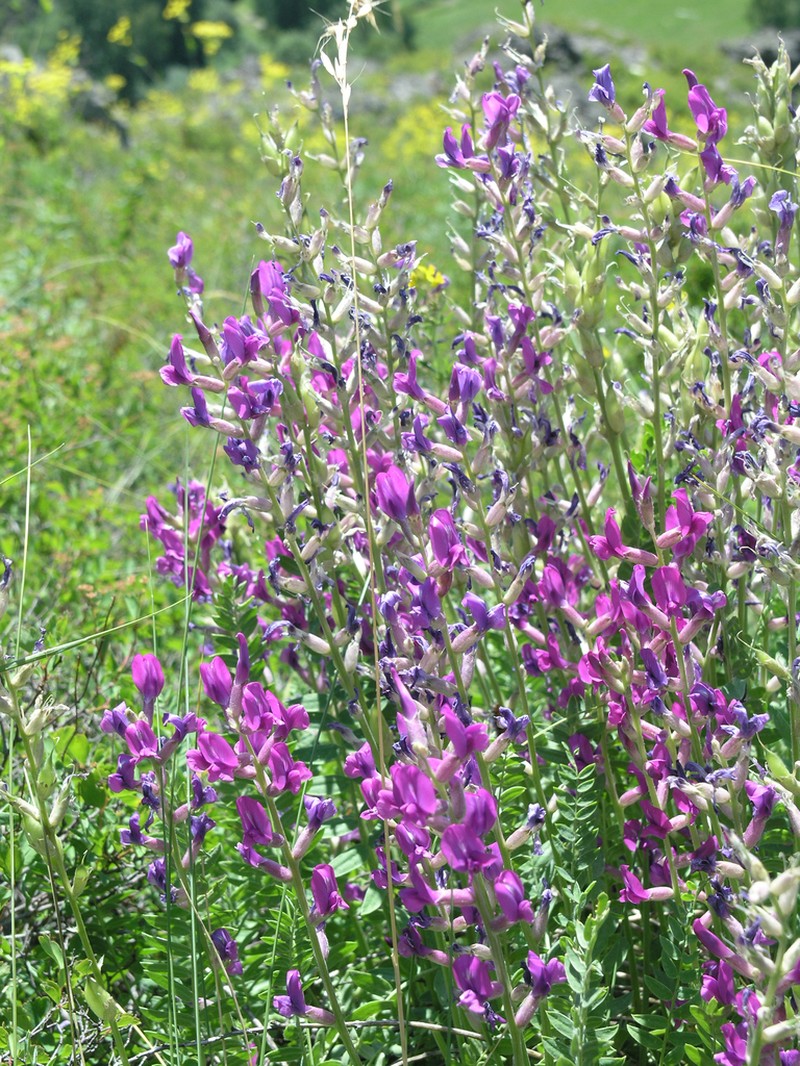 Oxytropis confusa