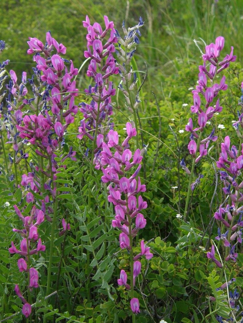 Oxytropis confusa photo 2