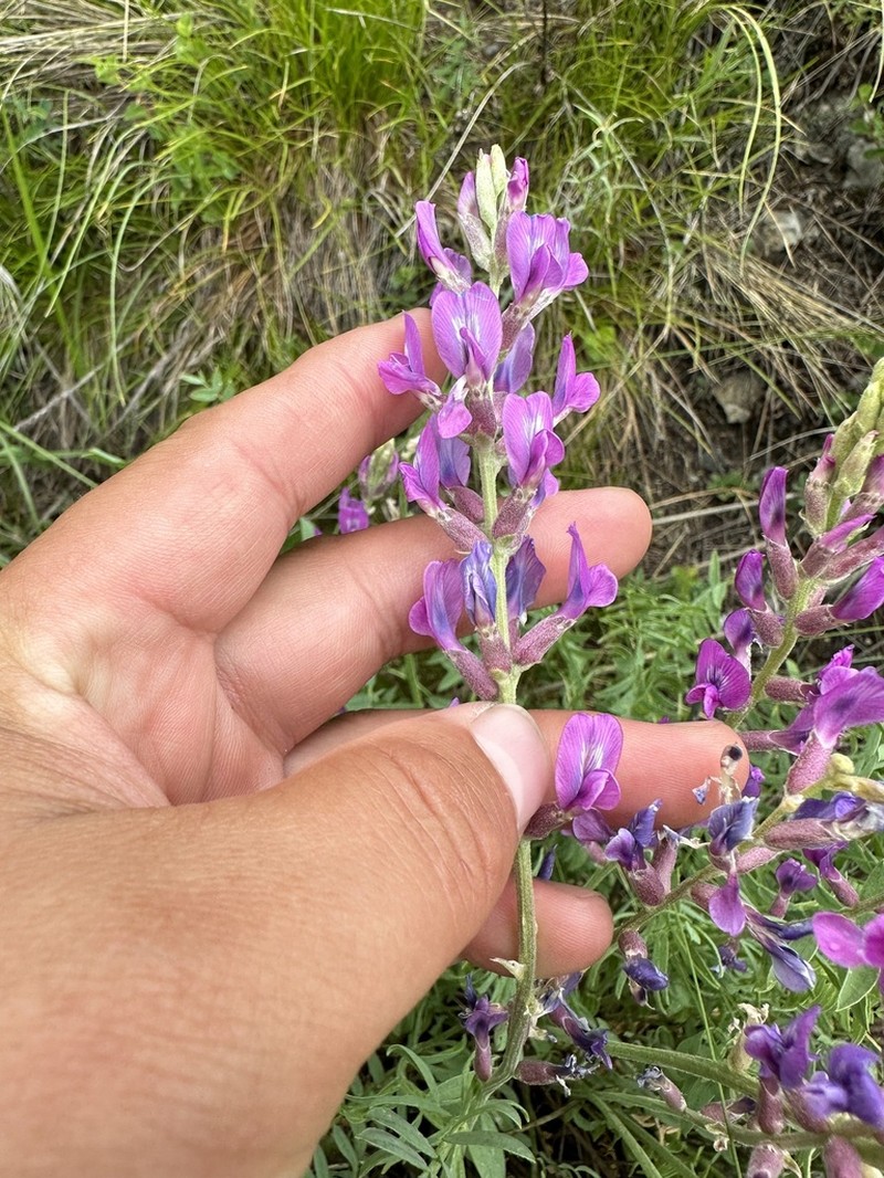 Oxytropis confusa photo 3