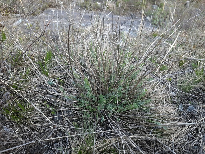 Oxytropis confusa photo 4