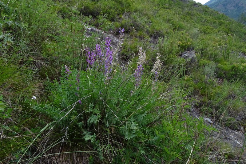 Oxytropis confusa photo 5
