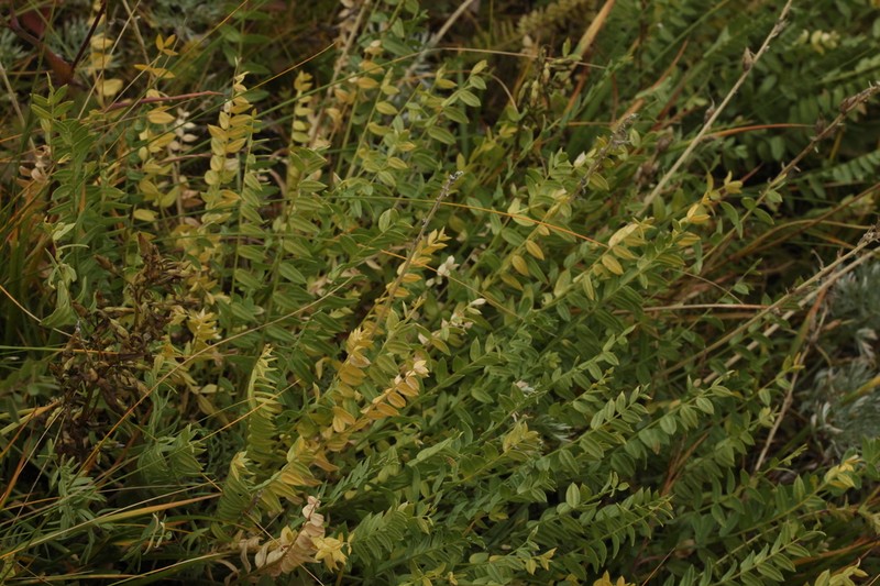 Oxytropis confusa photo 6