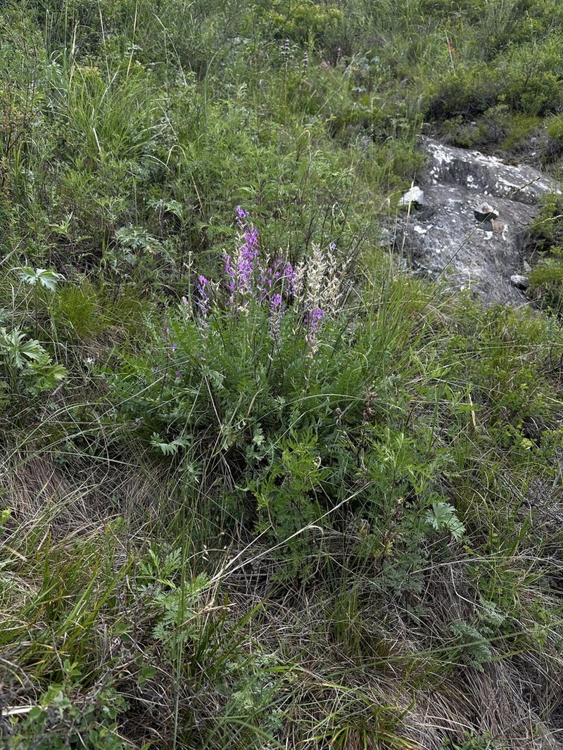 Oxytropis confusa photo 7