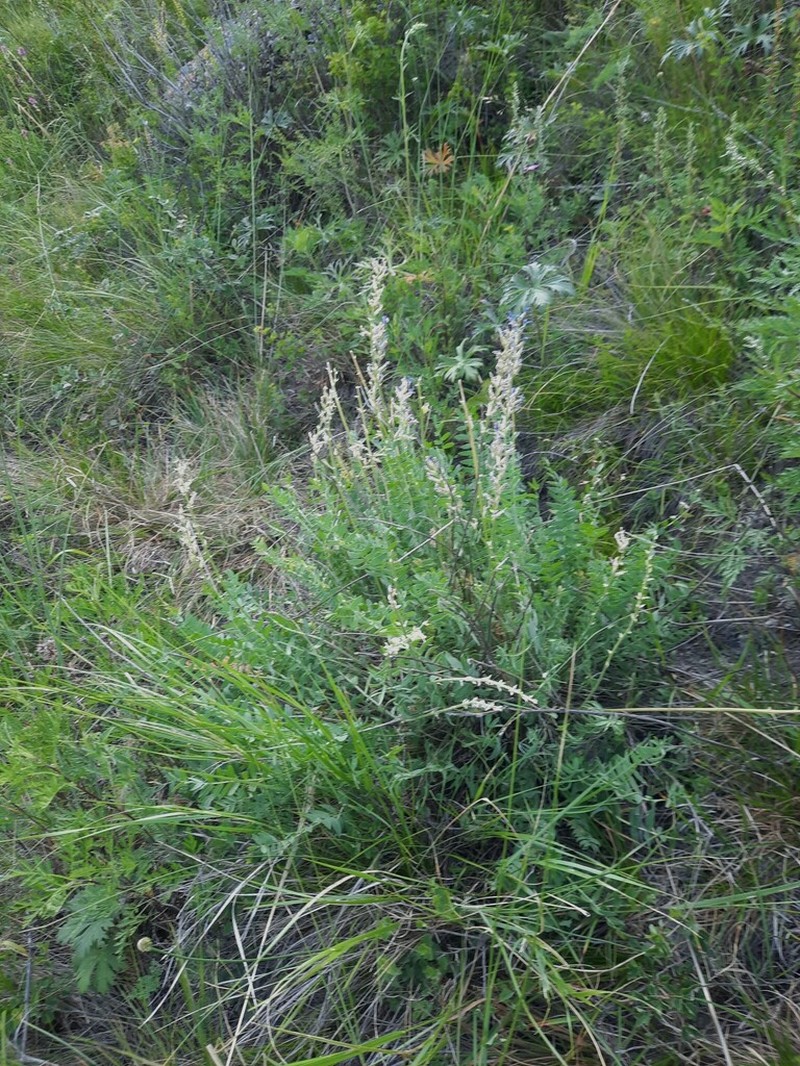 Oxytropis confusa photo 8