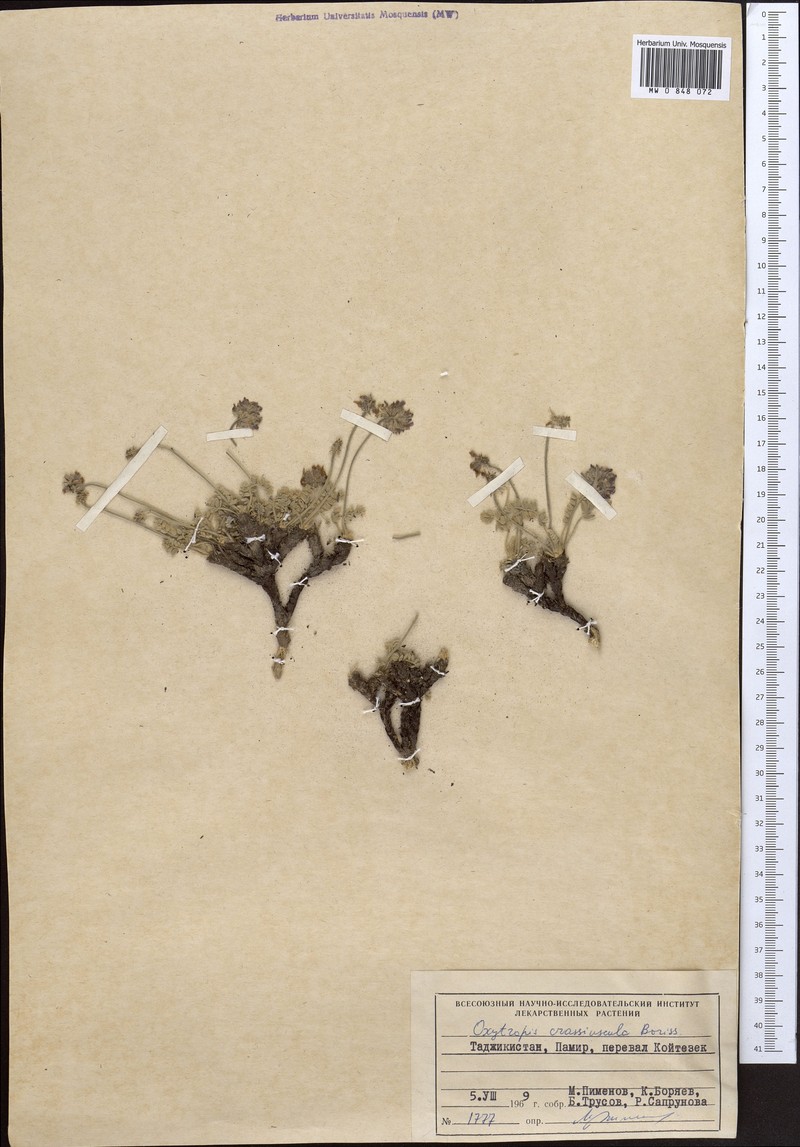 Oxytropis crassiuscula